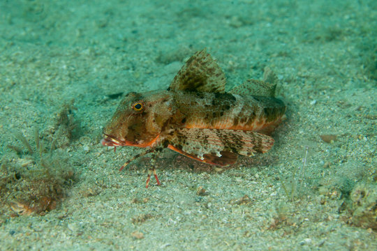 The streaked gurnard (Trigloporus lastoviza) is a species of searobin