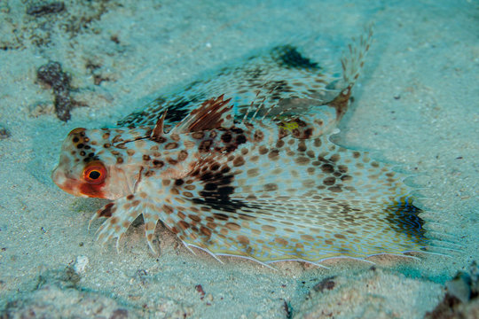 Dactyloptena orientalis, known commonly as the Oriental flying gurnard or purple flying gurnard among other vernacular names, is a species of marine fish in the family Dactylopteridae