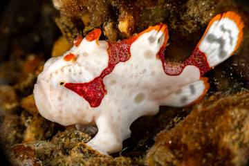 Warty frogfish, clown frogfish, Antennarius maculatus is a marine fish belonging to the family Antennariidae