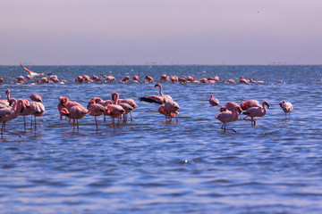 A Flamboyance of Flamingoes in Swakopmund, Namibia