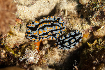 Phyllididia, sea slug, a dorid nudibranch