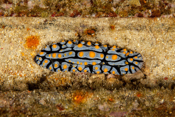 Phyllididia, sea slug, a dorid nudibranch