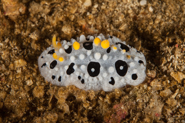 Phyllidia, sea slug, a dorid nudibranch