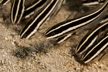 Plotosus lineatus, common name striped eel catfish