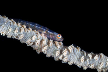 Whip coral goby, Bryaninops yongei