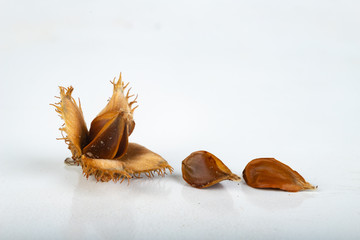 Beech tree fruit on a light table. Seeds of the deciduous tree.