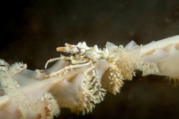 Whip Coral Spider Crab - Xenocarcinus tuberculatus