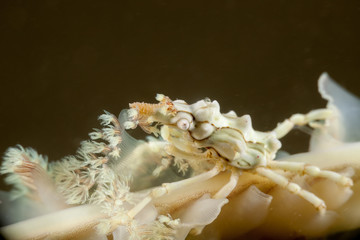 Whip Coral Spider Crab - Xenocarcinus tuberculatus