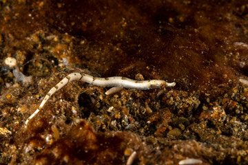 Obraz na płótnie Canvas White pipefish is a species of marine fish in the family Syngnathidae