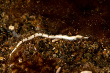 White pipefish is a species of marine fish in the family Syngnathidae