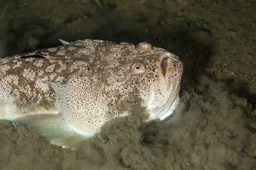 Whitemargin stargazer is a fish of family Uranoscopidae, widespread in the Indopacific: Red Sea, Indonesia, Fiji, Samoa, and Tonga, Uranoscopus sulphureus