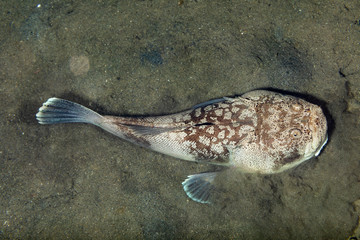 Whitemargin stargazer is a fish of family Uranoscopidae, widespread in the Indopacific: Red Sea, Indonesia, Fiji, Samoa, and Tonga, Uranoscopus sulphureus