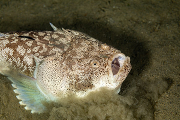 Whitemargin stargazer is a fish of family Uranoscopidae, widespread in the Indopacific: Red Sea, Indonesia, Fiji, Samoa, and Tonga, Uranoscopus sulphureus