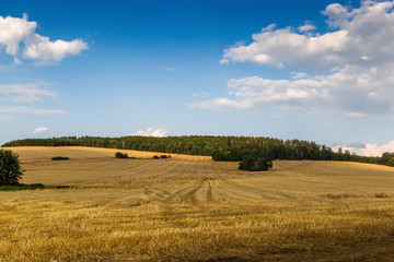 Fototapeta premium Wheat crop field sunset landscape