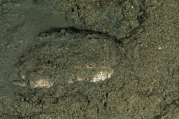 Whitemargin stargazer is a fish of family Uranoscopidae, widespread in the Indopacific: Red Sea,...