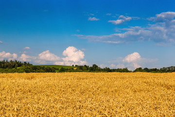 Wheat crop field sunset landscape