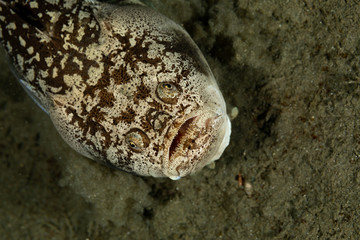 Whitemargin stargazer is a fish of family Uranoscopidae, widespread in the Indopacific: Red Sea,...