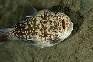 Whitemargin stargazer is a fish of family Uranoscopidae, widespread in the Indopacific: Red Sea,...
