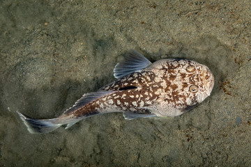 Whitemargin stargazer is a fish of family Uranoscopidae, widespread in the Indopacific: Red Sea,...