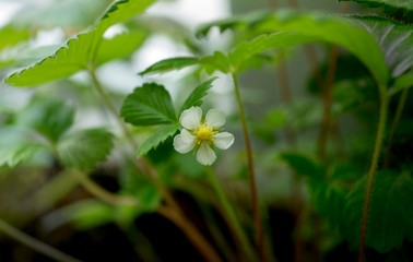 white flower of the strawberry on a background of green leaves