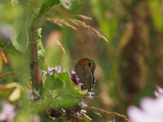 Großes Ochsenauge sitzt in einem Pflanzendickicht