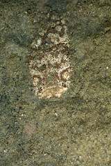 Whitemargin stargazer is a fish of family Uranoscopidae, widespread in the Indopacific: Red Sea, Indonesia, Fiji, Samoa, and Tonga, Uranoscopus sulphureus