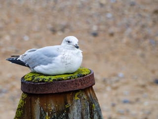 A solitary Herring Gull perched on top of a wooden post, resting during a period of windy weather