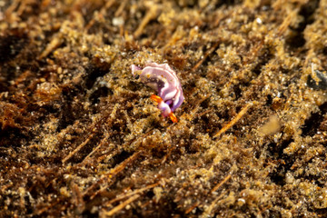 White-spotted Thuridilla, thuridilla albopustulosa, is a genus of sacoglossan sea slugs, shell-less marine opisthobranch gastropod mollusks in the family Plakobranchidae