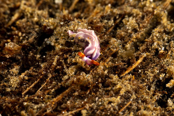 White-spotted Thuridilla, thuridilla albopustulosa, is a genus of sacoglossan sea slugs, shell-less marine opisthobranch gastropod mollusks in the family Plakobranchidae