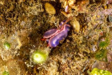 White-spotted Thuridilla, thuridilla albopustulosa, is a genus of sacoglossan sea slugs, shell-less marine opisthobranch gastropod mollusks in the family Plakobranchidae