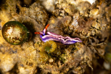White-spotted Thuridilla, thuridilla albopustulosa, is a genus of sacoglossan sea slugs, shell-less marine opisthobranch gastropod mollusks in the family Plakobranchidae