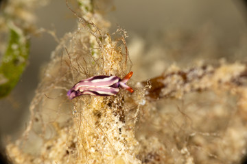 White-spotted Thuridilla, thuridilla albopustulosa, is a genus of sacoglossan sea slugs, shell-less marine opisthobranch gastropod mollusks in the family Plakobranchidae