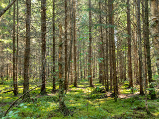beautiful spruce forest, old trees, many branches, moss, autumn forest, latvia
