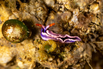White-spotted Thuridilla, thuridilla albopustulosa, is a genus of sacoglossan sea slugs, shell-less marine opisthobranch gastropod mollusks in the family Plakobranchidae