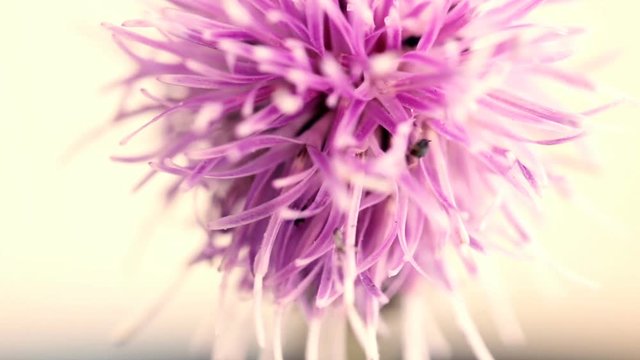 Thistle flower macro shot with insects messing about in it. Selective focus.