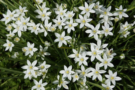 Anthericum liliago white flowers for landscape planting         