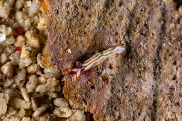 White-spotted Thuridilla, thuridilla albopustulosa, is a genus of sacoglossan sea slugs, shell-less marine opisthobranch gastropod mollusks in the family Plakobranchidae