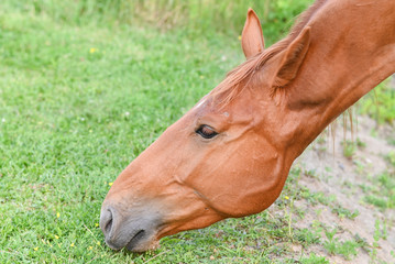 a brown horse grazes in a pasture