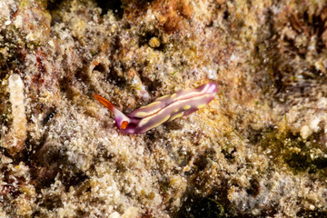 White-spotted Thuridilla, thuridilla albopustulosa, is a genus of sacoglossan sea slugs, shell-less marine opisthobranch gastropod mollusks in the family Plakobranchidae