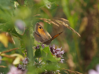 Großes Ochsenauge, Maniola jurtina, auf Majoranblüte in einem Naturgarten