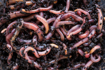 Many living earthworms for fishing in the soil, background