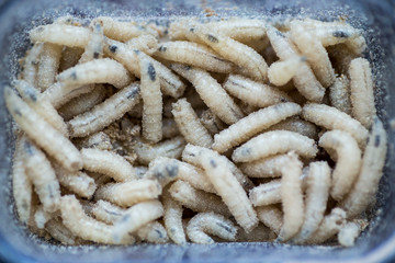 Many living larvae for fishing, background