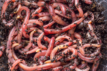 Many living earthworms for fishing in the soil, background