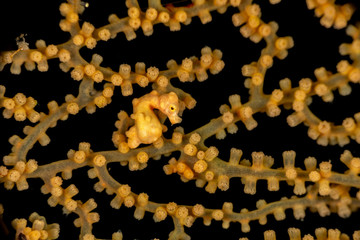 Yellow pygmy seahorse, Hippocampus denise, also known as Denise's pygmy seahorse © GeraldRobertFischer