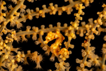 Yellow pygmy seahorse, Hippocampus denise, also known as Denise's pygmy seahorse