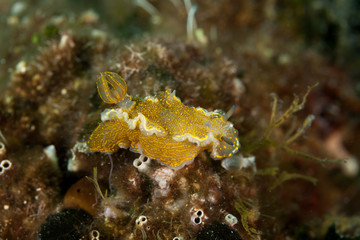 Yellow Seaslug, Hypselodoris picta picta, Felimare picta