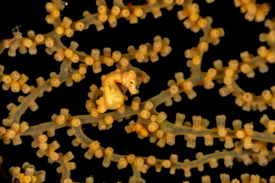 Yellow pygmy seahorse, Hippocampus denise, also known as Denise's pygmy seahorse