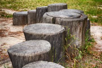 Path from the cracked gray tree stumps