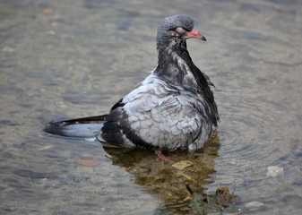 Wet dove / pigeon in water close up
