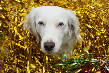 Dog celebrating new year, carnival or birthday party with golden serpentines streamears.